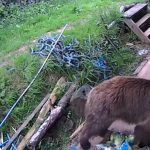 Terapia genética pode restaurar a audição em adultos