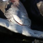 Bebé terá sido morto antes de ser dado como desaparecido. Caso choca EUA