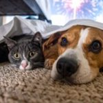 Estudantes de Música da UMinho com vários prémios