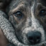 Crescimento na intervenção pediátrica expõe falha nas respostas imediatas à saúde infantil em Portugal