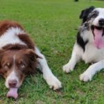 “O Amor das Pedras” – Ballet sobre o amor e a tragédia chega a Vigo a 31 de janeiro