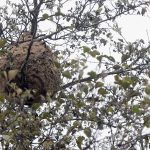 Vias cortadas em Arcos de Valdevez e Caminha e casas inundadas em Ponte de Lima