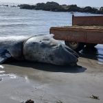 Misericórdia de Macau doa 300 mil euros para apoiar Misericórdias portuguesas afetadas pelas tempestades que atingiram Portugal