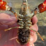 Vereador bracarense Filipe Aguiar abre gabinete aos munícipes todas as terças-feiras