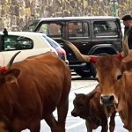 Greve de fome por evento de tuning em Braga: “Nem que tenha de morrer”