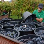 ‘Grãos e Sabores’ vence concurso Montras em Branco em Braga