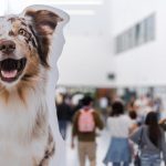 Milhares de visitantes celebraram em Vila Verde cinco dias de tradição, cultura e mundo rural